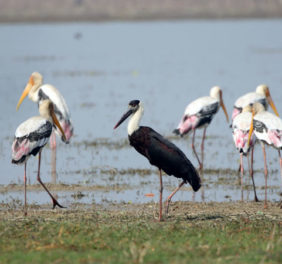 Bird Watching at Bardia National Park