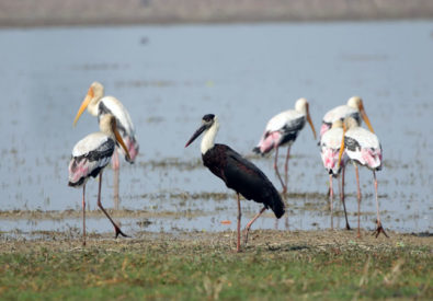 Bird Watching at Bardia National Park