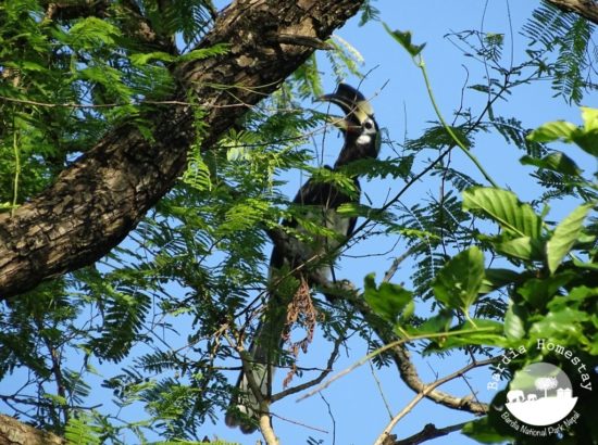 Bird Watching at Bardia National Park 