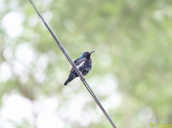 Bird Watching at Bardia National Park 