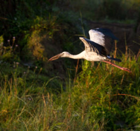 Bird Watching at Chitwan National Park