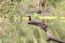 Bird Watching at Chitwan National Park
