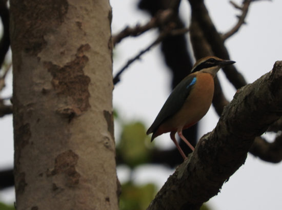 Bird Watching at Chitwan National Park 