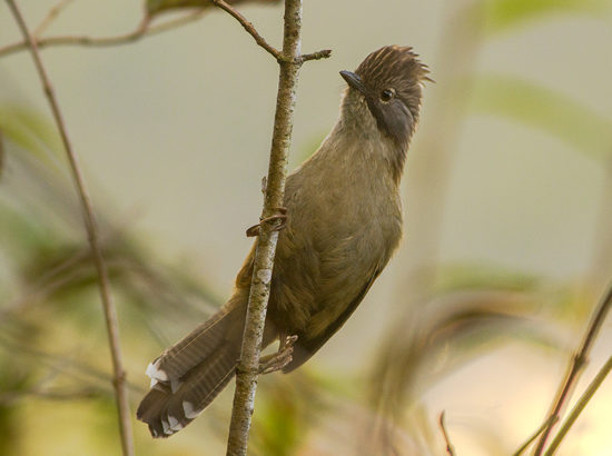 Bird Watching In Shivapuri 
