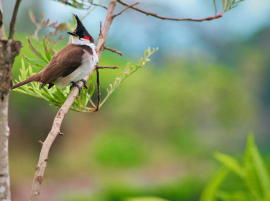 Bird Watching at Shuklapanta National Park 
