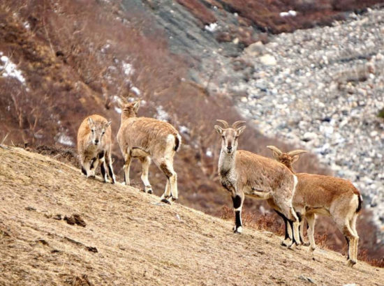 Blue Sheep & Himalayan Tahr Hunting In Nepal 